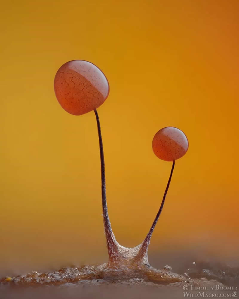 Magical Macro Photos of Fungi by Timothy Boomer