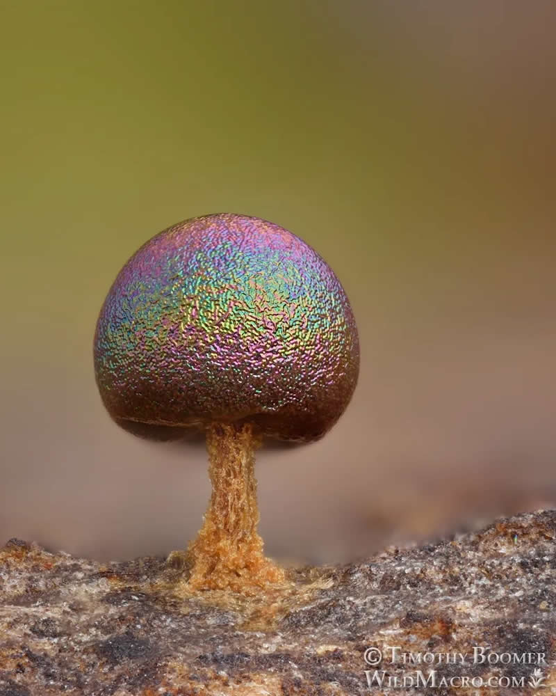 Magical Macro Photos of Fungi by Timothy Boomer