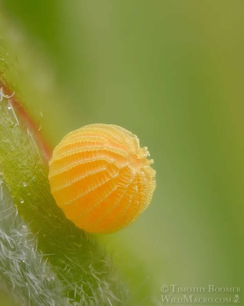 Magical Macro Photos of Fungi by Timothy Boomer