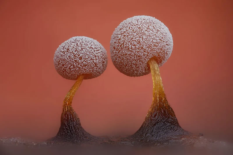 Magical Macro Photos of Fungi by Timothy Boomer