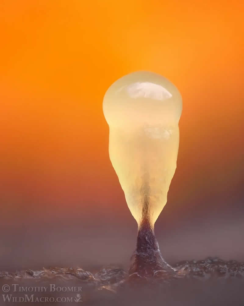 Magical Macro Photos of Fungi by Timothy Boomer