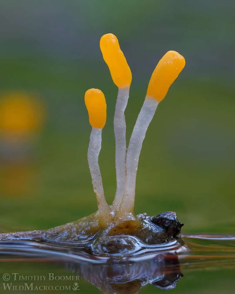 Magical Macro Photos of Fungi by Timothy Boomer