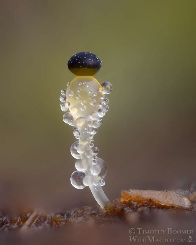 Magical Macro Photos of Fungi by Timothy Boomer