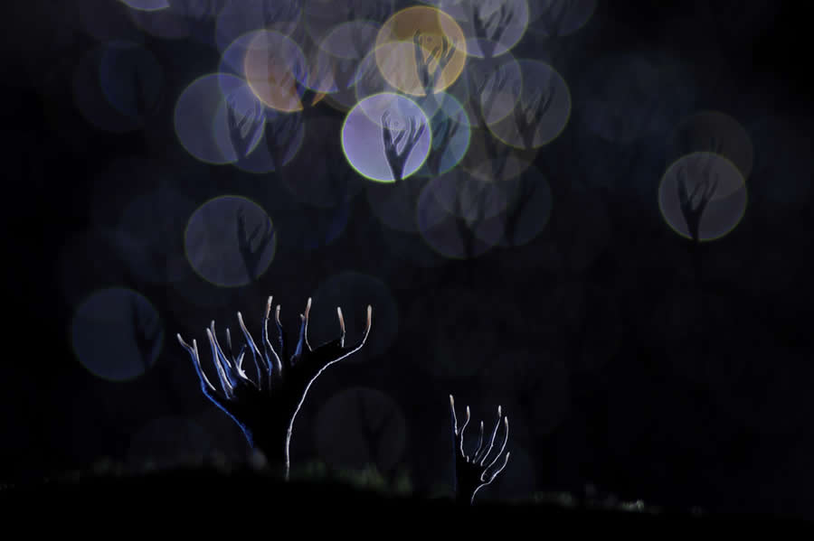 Magic of Fungi in the Garden Photographer of the Year Awards