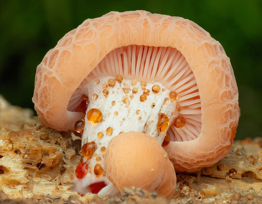 Magic of Fungi in the Garden Photographer of the Year Awards