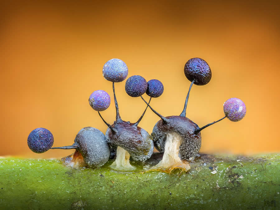 Magic of Fungi in the Garden Photographer of the Year Awards