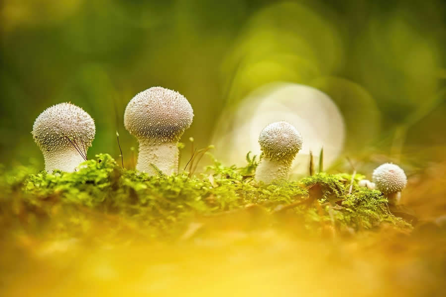 Magic of Fungi in the Garden Photographer of the Year Awards