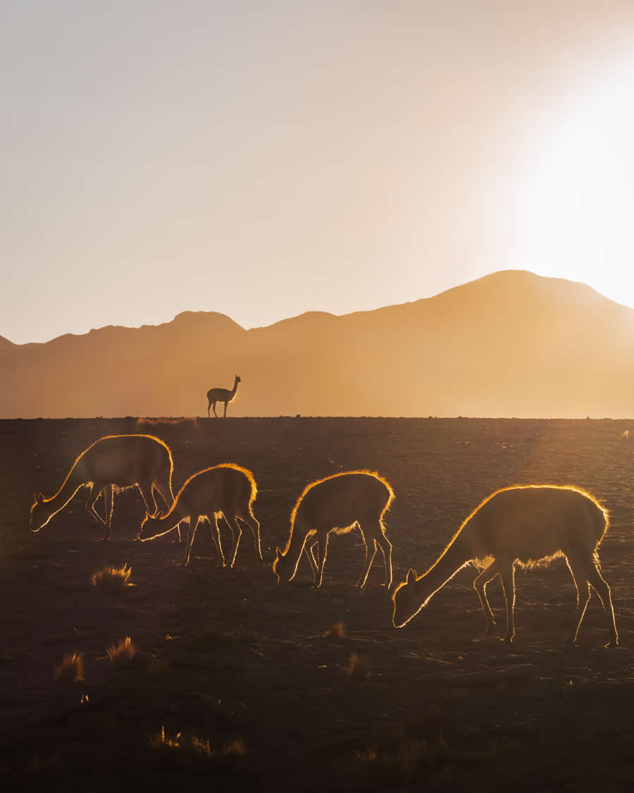 2024 Tokyo International Foto Nature Awards