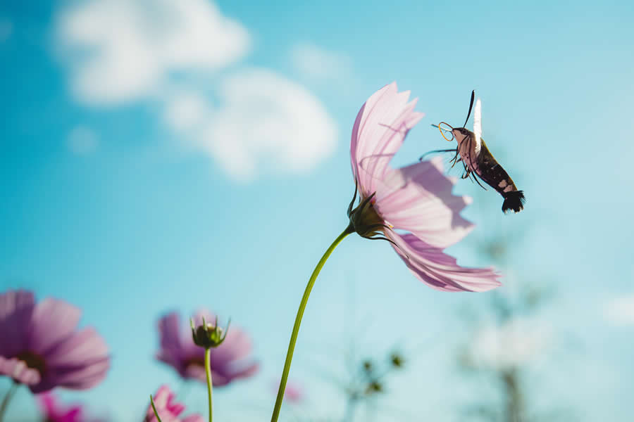 2024 Tokyo International Foto Nature Awards