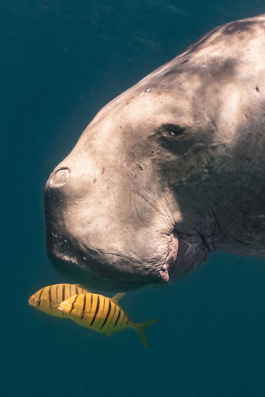 2024 Tokyo International Foto Nature Awards