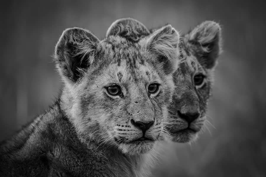 2024 Tokyo International Foto Nature Awards