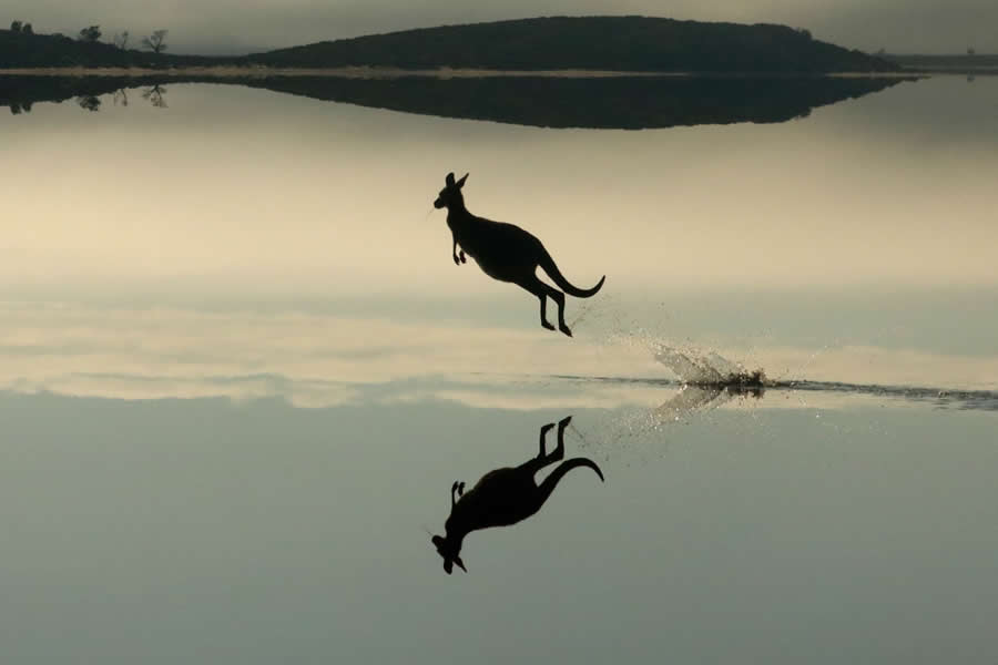 2024 Tokyo International Foto Nature Awards