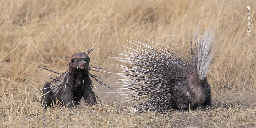 Wildlife Photographer of the Year People's Choice Award