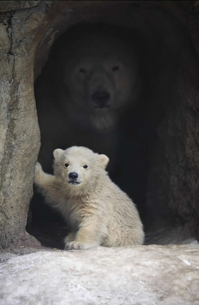 Untamed Beauty and Wonder of Nature Wildlife Photography